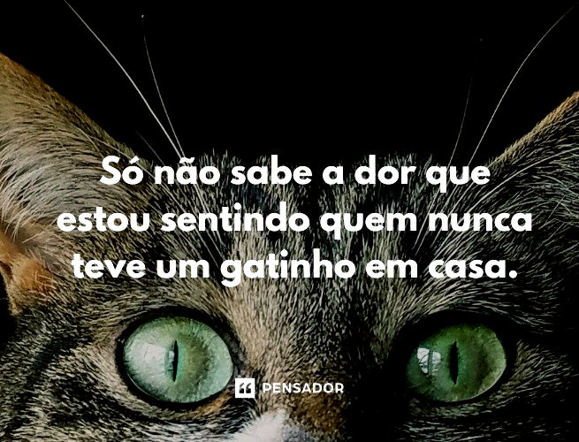 Sua vida gatinho de gente!